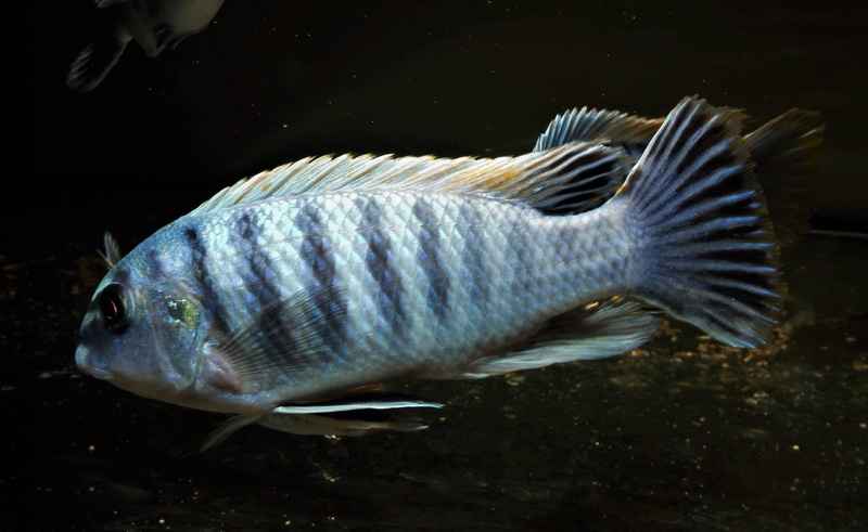 Labeotropheus fuelleborni 'Ikwasi'